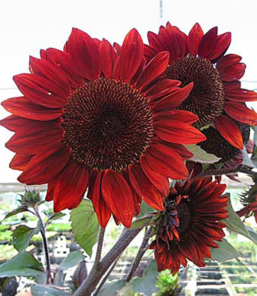 Papaver hybridum ''Naughty "Poppy" Buy Online at Annie''s