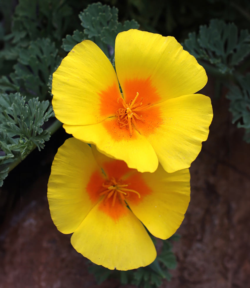 Eschscholzia californica ssp. maritima