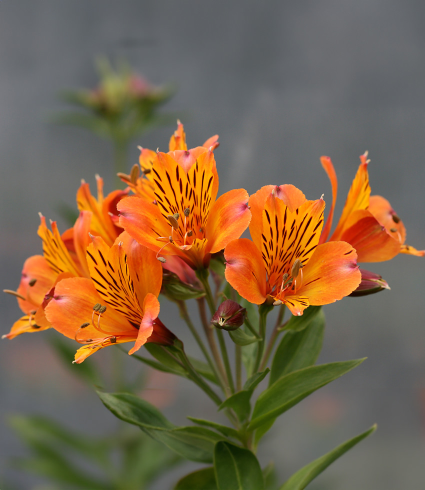 Alstroemeria ''The Third Harmonic'' Buy Online at Annie''s Annuals