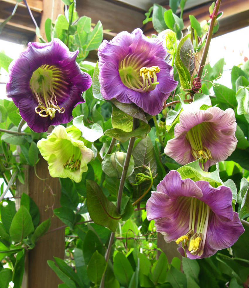 Cobaea scandens "Cup And Saucer Vine" Buy Online at Annie''s Annuals
