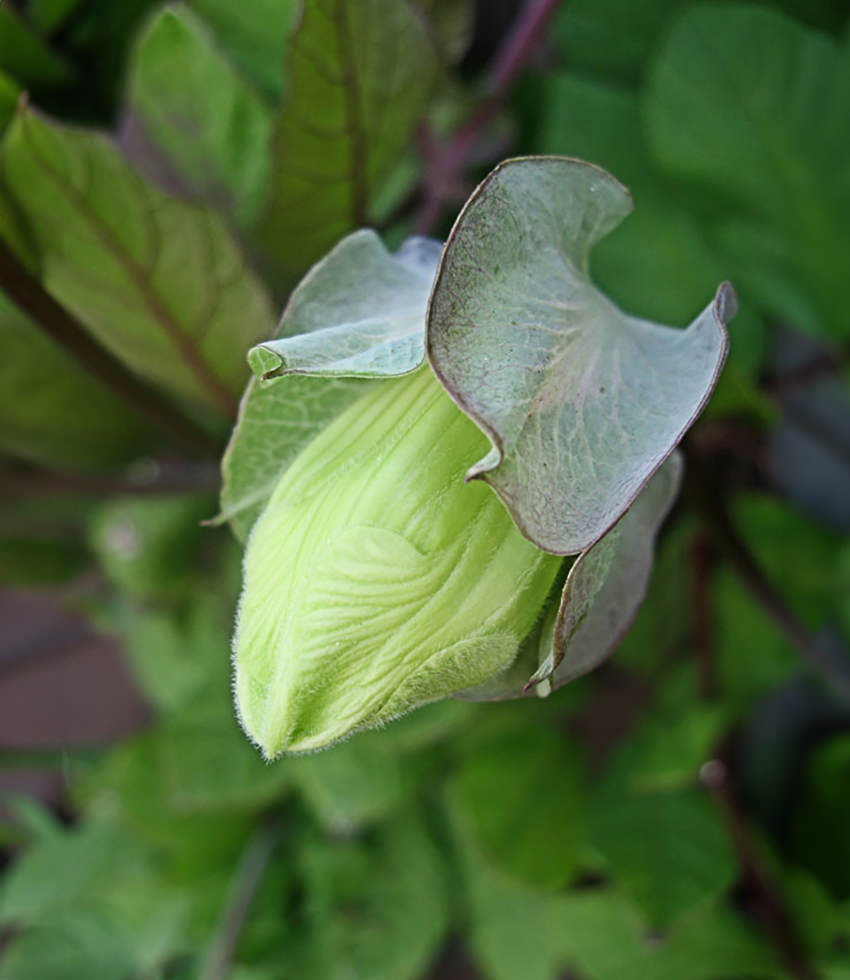 Cobaea scandens "Cup And Saucer Vine" Buy Online at Annie''s Annuals