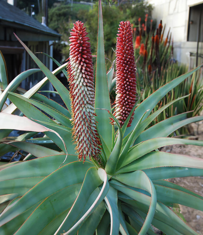 Aloe speciosa