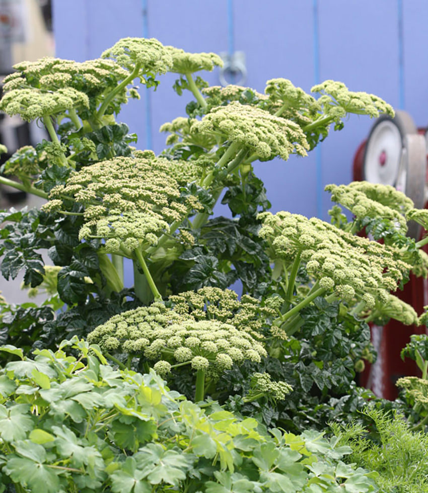 Angelica pachycarpa