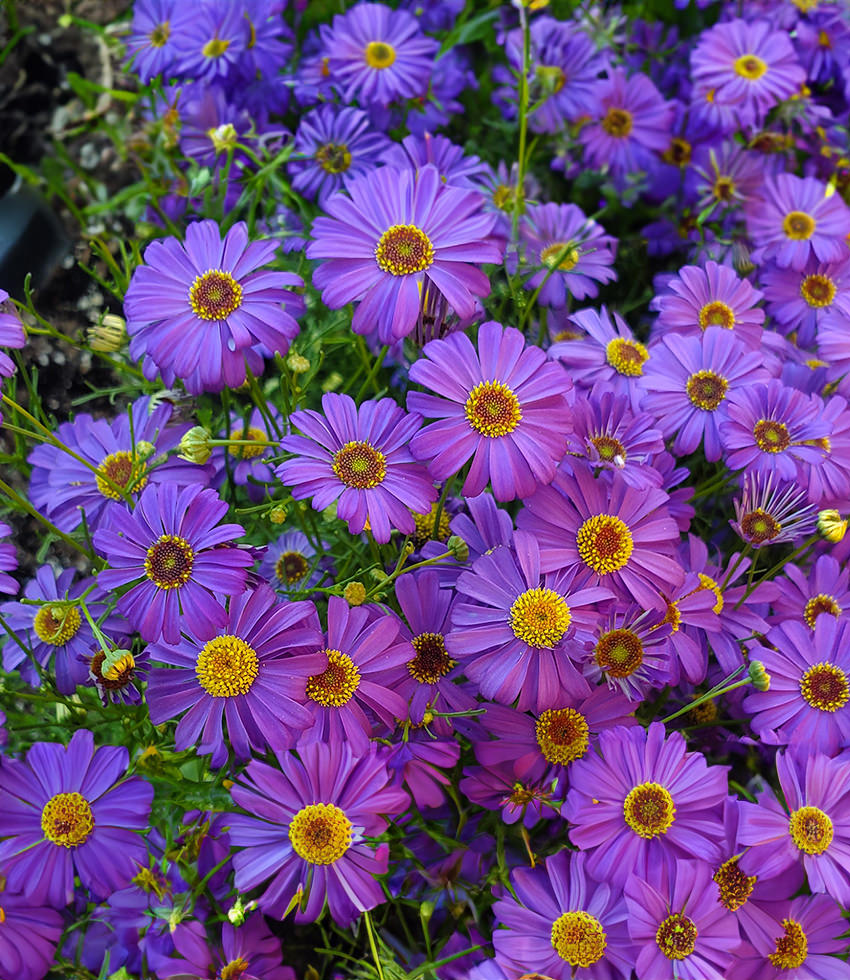 iberidifolia Buy Online at Annie''s Annuals