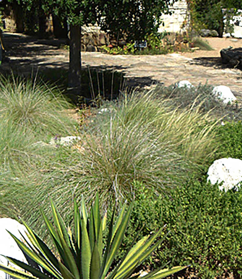 Muhlenbergia dubia