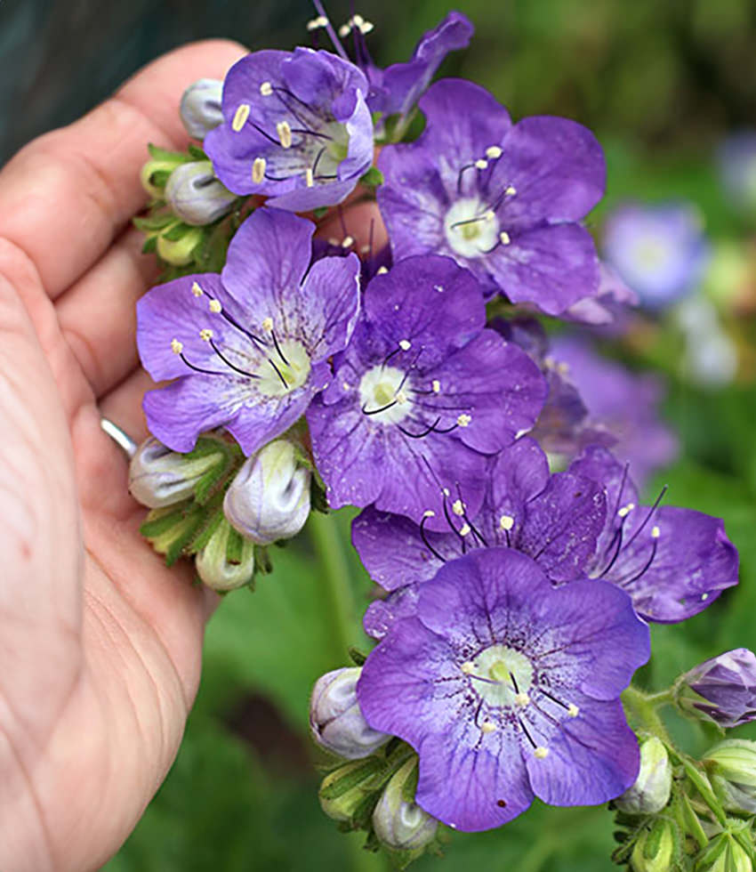 Phacelia grandiflora Buy Online at Annie''s Annuals