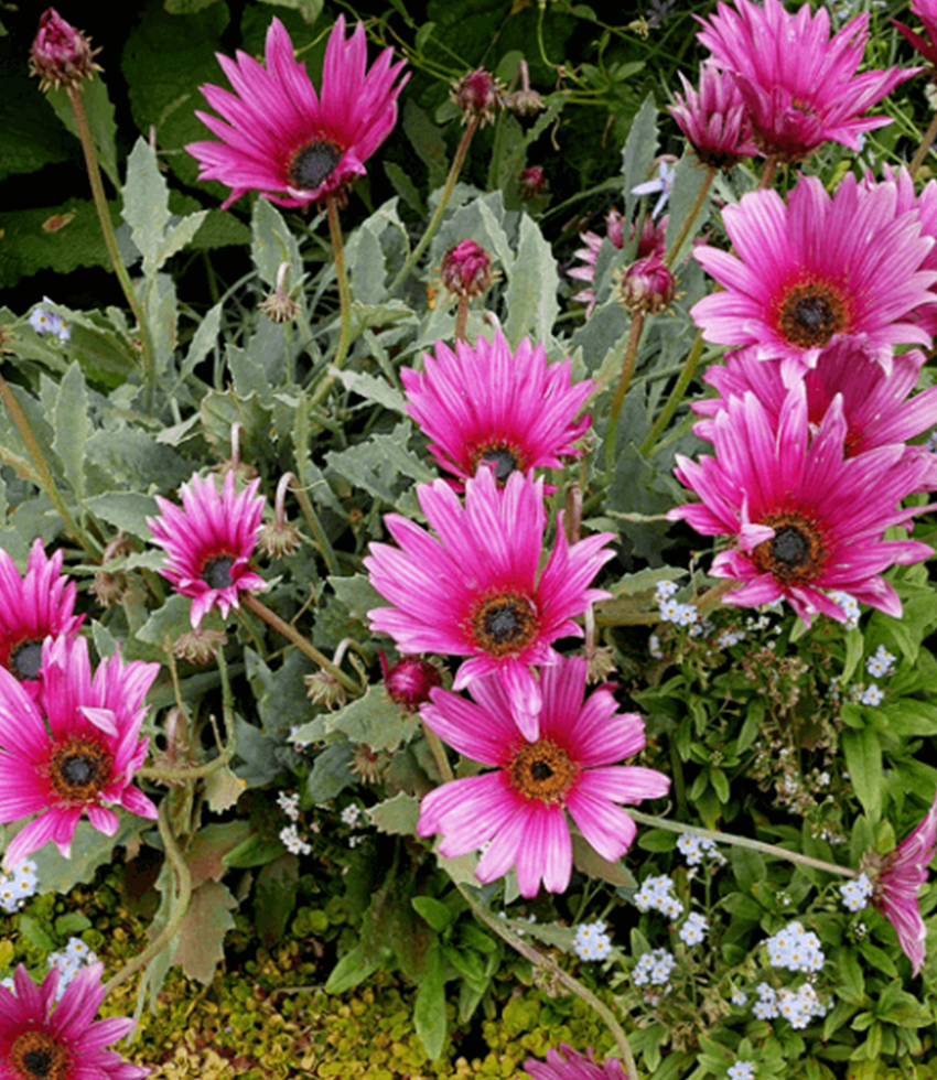 Perennials & Biennials